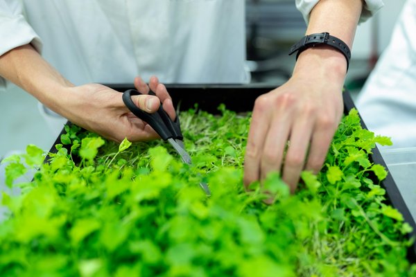 Kickstart Your UK AgTech Venture: A Step-by-Step Guide to Launching Your Agricultural Technology Company
